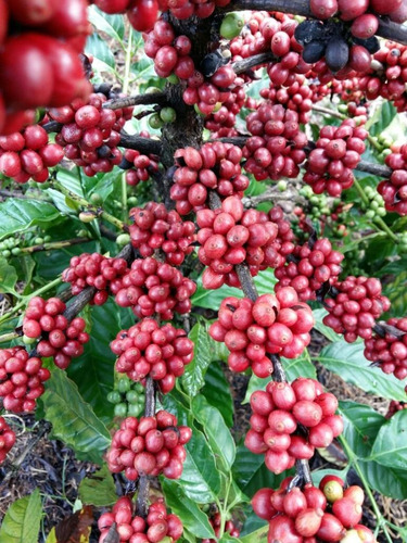 80 Sementes Café Arábica Resistente À Seca Pragas E Doenças