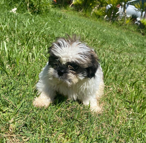 Hermosos Machitos Shih Tzu Chiquititos