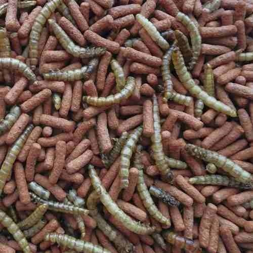 Atelerix Comida Y Alimento Para Erizos De Tierra Potes De 1k