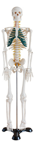Modelo Esqueleto Humano De Mesa Con Nervios Espinales 85cm