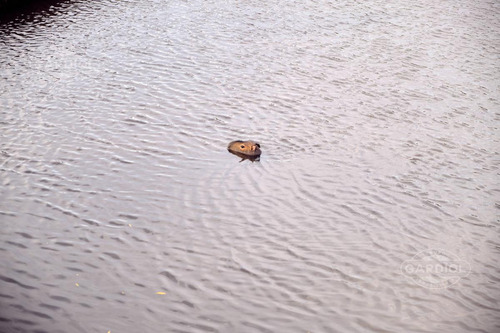 Chacra En Zona De Las Cañas Para Alquiler De Verano O Venta