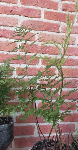 Plantas Helecho Calaguala Orgánico -