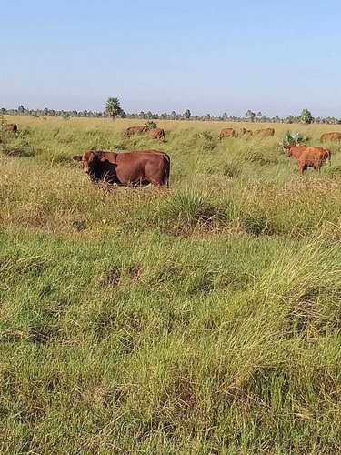Vendo Campo Mixto De 14.100 Hectáreas ( Formosa. Argentina )