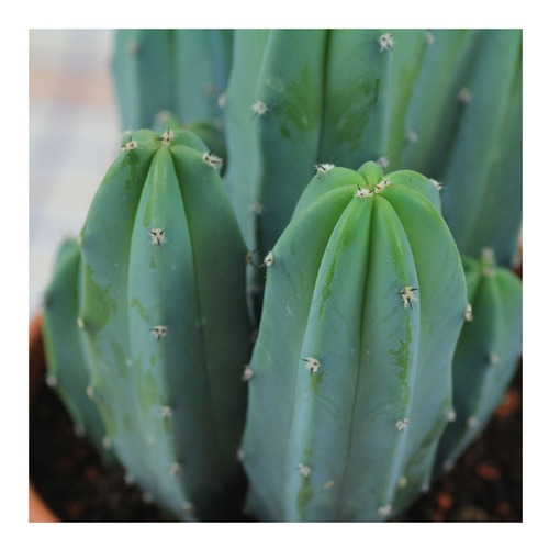 Myrtillocactus Geometrizan, Garambullo,  30 Semillas