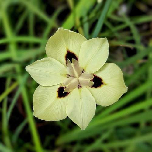 Semillas De Dietes Bicolor O Abanico X 20 Unid.