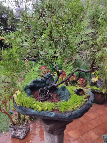 Bonsai Antiguo Pino Cipres. (Usado)