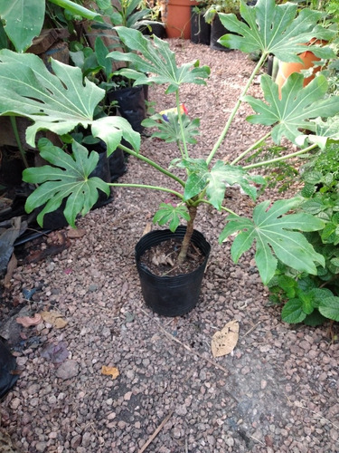 Planta Interior Aralia