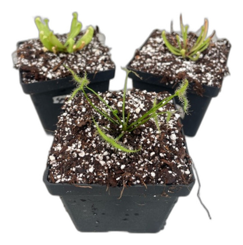 2 Sarracenias Smurf Y Leucophylla Y 1 Drosera Binata