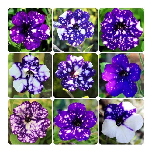 200 Semillas De Petunia Mix Fluorescente
