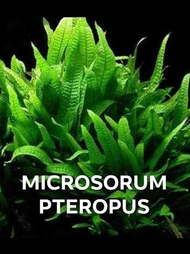 Plantas Low Tech Microsorum+elodea+musgo Java+hidrofila