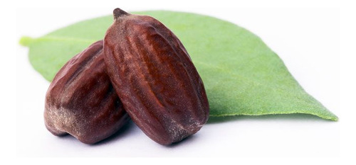 10 Semillas De Jojoba - Simmondsia Chinensis