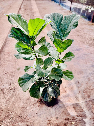 Ficus Pandurata Ramificada 1.2m Hermosa!!