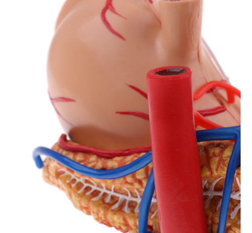 Imagem 5 de 8 de Pâncreas Humano Do Estômago 2: 3 Com Estudo De Anatomia Do