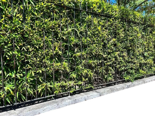 20 Plantas De Cañas Bambú, Tacuara, Bamboo (ideal Cercos)