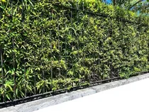 Comprar 7 Plantas De Cañas Bambú, Tacuara, Bamboo (ideal Cercos)