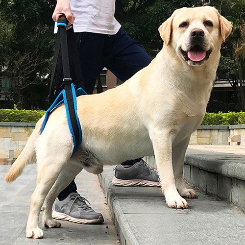 Soporte Para Patas Traseras Para Perros, Soporte De Cadera,