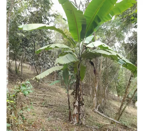 Finca Viotá Vereda Calandaima