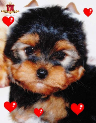 Yorkshire Terrier