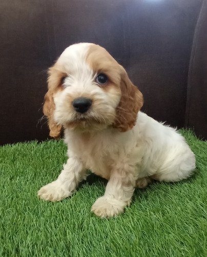 Imagen 1 de 3 de Cachorros Cocker Spaniel Inglés Hembras