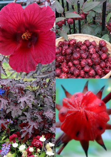 Combo De Hibisco Vinagreira E Roxo 120 Sementes Chá Panc 