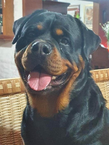 Rottweiler Americanos Xxl