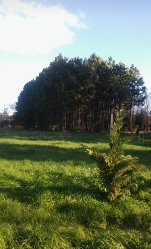Imagen 13 de 18 de Chacra Mercedes (1,5 Hectareas) Único Por Su Forestación