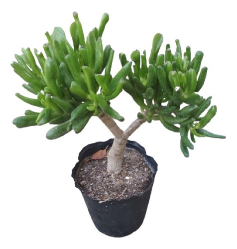 Suculenta Tipo Bonsai 