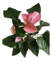 Comprar Anturio Holandés Yoli Blush, Interior, 45 Cm, Maceta #14.