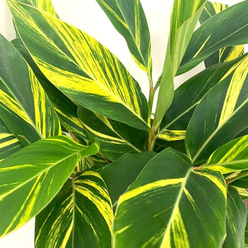 Plantas Alpinia Zurumbet Variegada Exótica Tropical 7lts