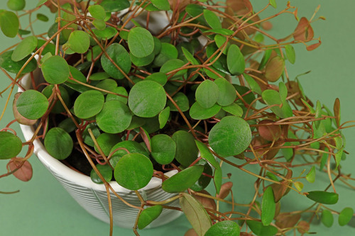 Planta De Peperomia Pepperspot C F 1 + Sorpresa