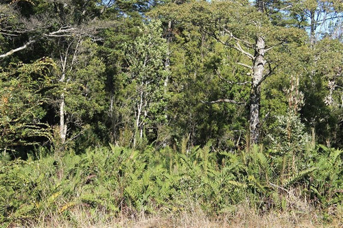 Imagen 12 de 30 de Agrícola En Venta En Puerto Varas