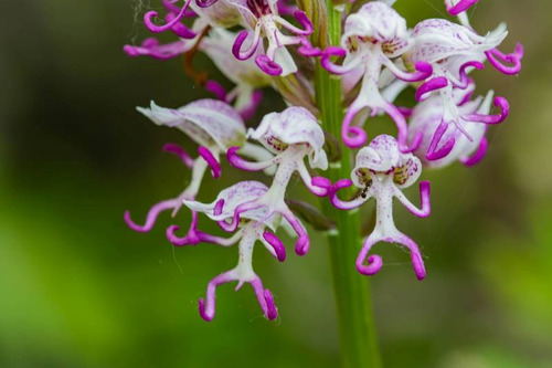 3 Paquetes - 300 Semillas De Orquídea Rara + 1kg De Abono