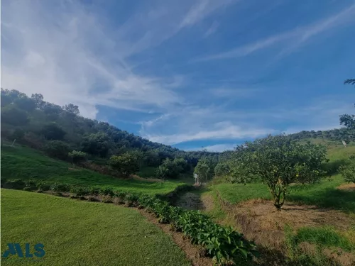 Grandiosa Finca Con Cultivos De Aguacate Hass(mls#247937)