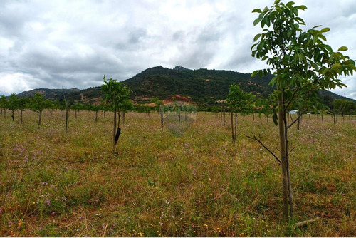 Terreno En Colchagua