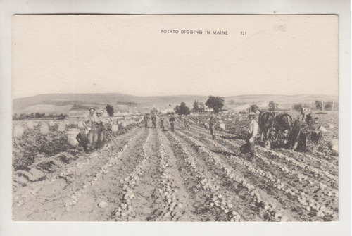 Antigua Postal Maine Usa Cultivo De Papas Preparacion Tierra