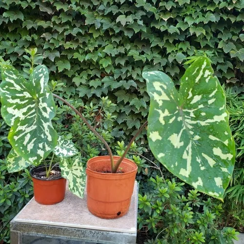 Alocasia Hilo Beauty
