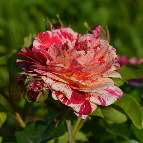 Rosas Abracadabra Bicolor - 3 Mudas Variadas Pronta Entrega
