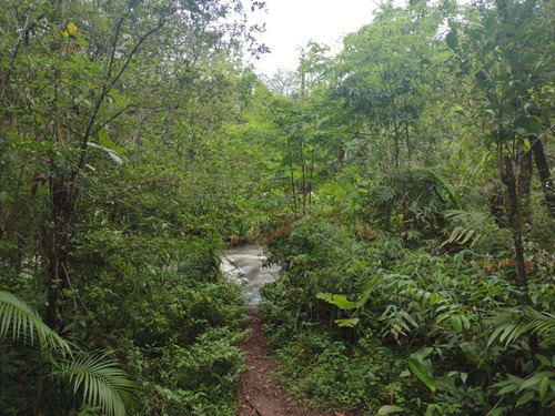 Imagem 11 de 14 de Sítio Com 14 He Bera Do Rio Garapia A 2km Da Cascata.