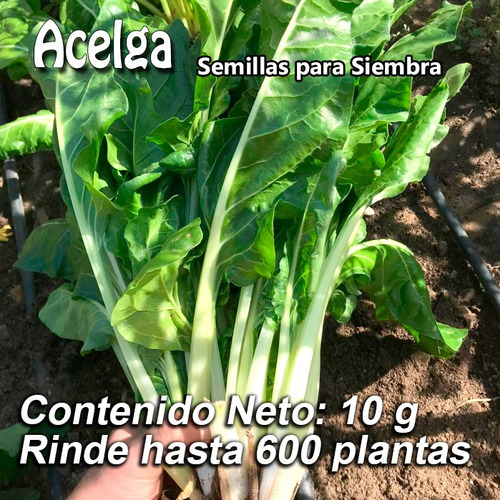 Acelga Verde 600 Semillas Para Siembra 10 Gr Var. Fordhook