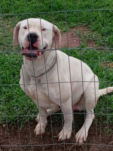 Filhotes De Dogo Argentino