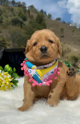 Cachorros Golden Retriever