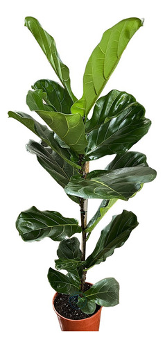 Hermosos Ficus Pandurata M19