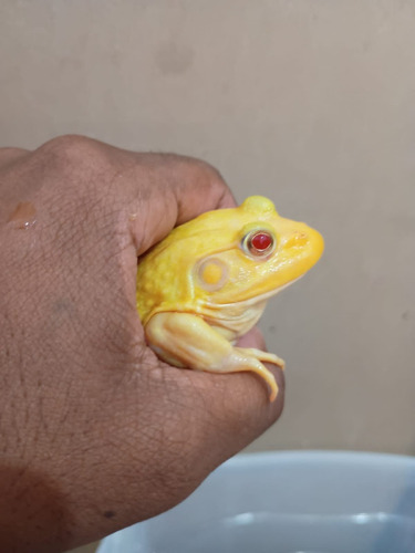 Consultoria Criação Rã Touro Venda Animais
