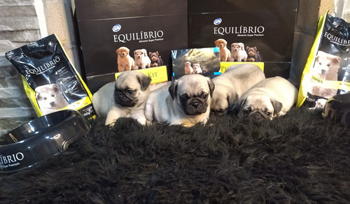 Hermosos  Pugs  Carlinos