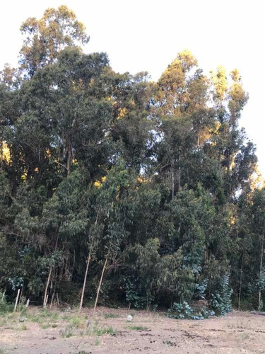 Imagen 6 de 12 de Cabaña Exclusiva En Medio Del Bosque A Minutos De Matanzas.