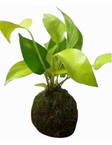 Kokedama De Pothus Lemon / Plantas De Interior