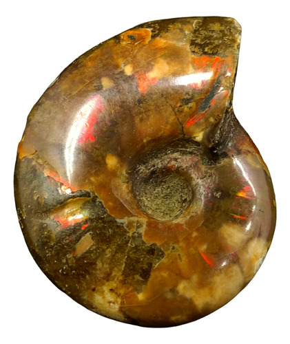 Amolita Iridiscente Pulida  Amonita Shell Arcoíris 31g 4.6cm