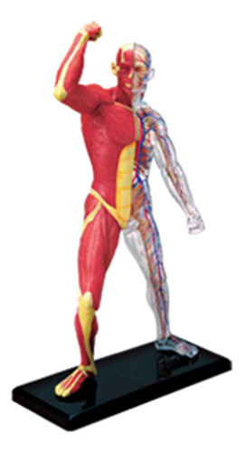 Z Modelo De Músculo Humano Extraíble Para Estudio En Clase