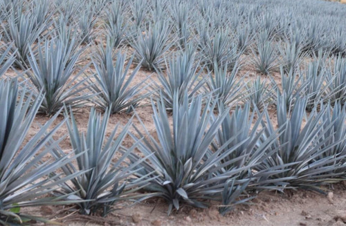 Semillas Agave Azul Tequila Jalisco 2 Kg Convencionales