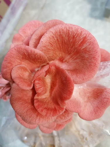 Micelio Semilla Seta Rosa 1 Kg